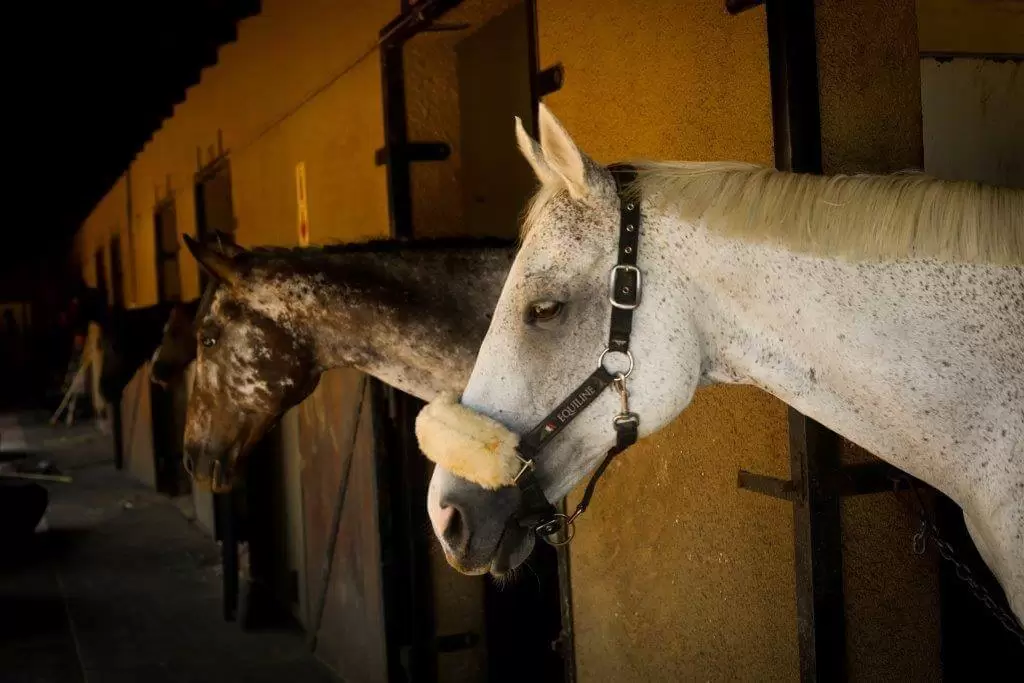 Homes in Blair Atholl Golf & Equestrian Estate